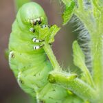 How to get rid of tomato plant pests organically