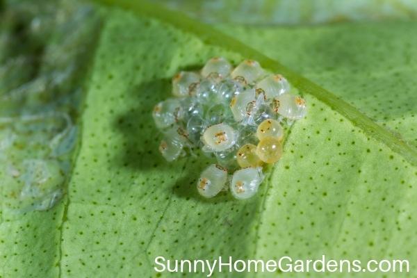 Spider Mites on leaf