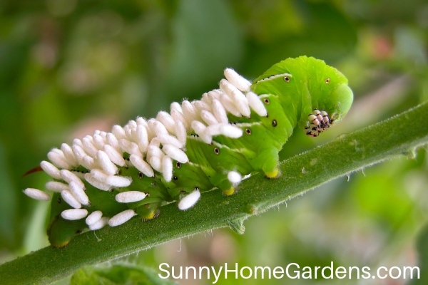 Hornworm with Wasp Eggs Attached to His Back