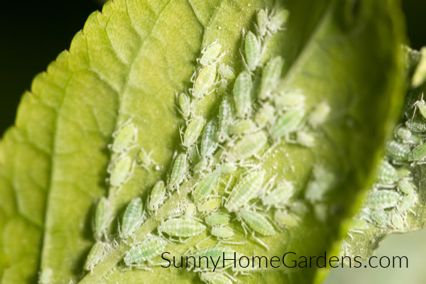 White aphids on tomato leaf