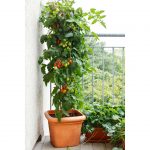 large tomato plant growing in planter