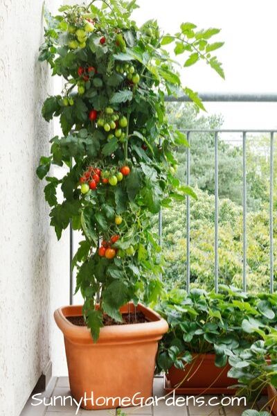 Awesome Tips for Growing Tomatoes in Buckets Story