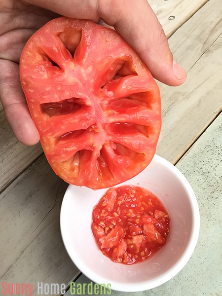 scooping out tomato seeds to save