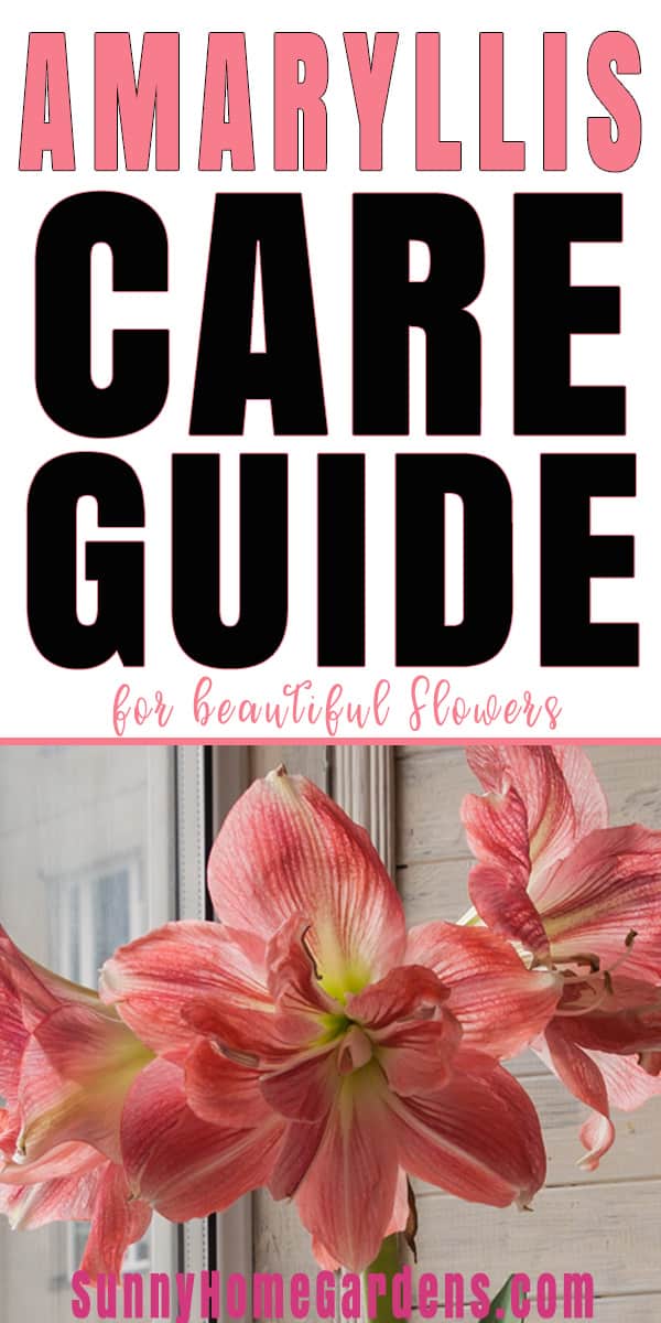 How to Grow and Care for Amaryllis flower bulbs.