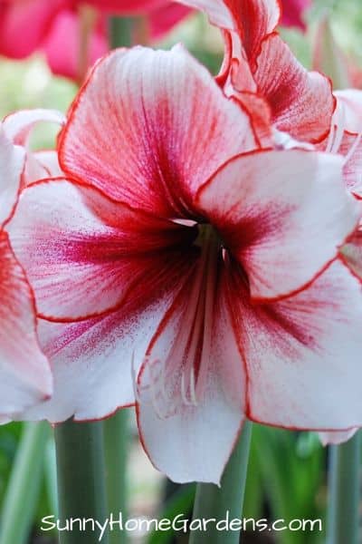 Pink Amaryllis flower in bloom