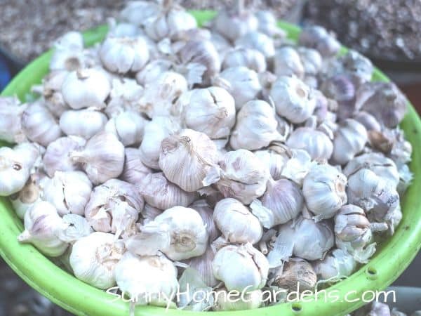 bucket full of freshly harvested garlic