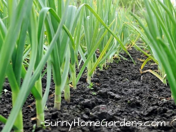 garlic plants growing in a field
