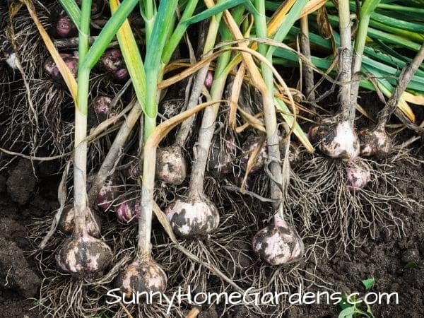 grown garlic