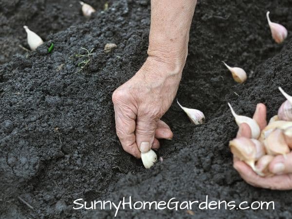 planting garlic cloves into the ground
