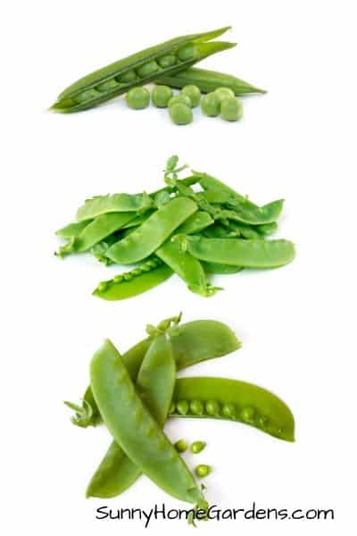 Different Types of Peas visual