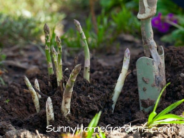 shovel in dirt after planting asparagus