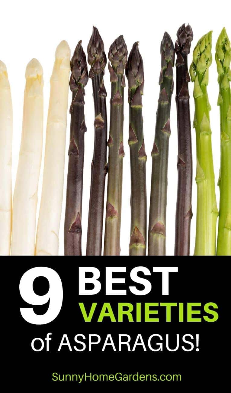Best Asparagus Varieties to Plant Pinterest Pin