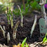 asparagus growing out of soil