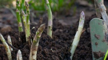 asparagus growing out of soil