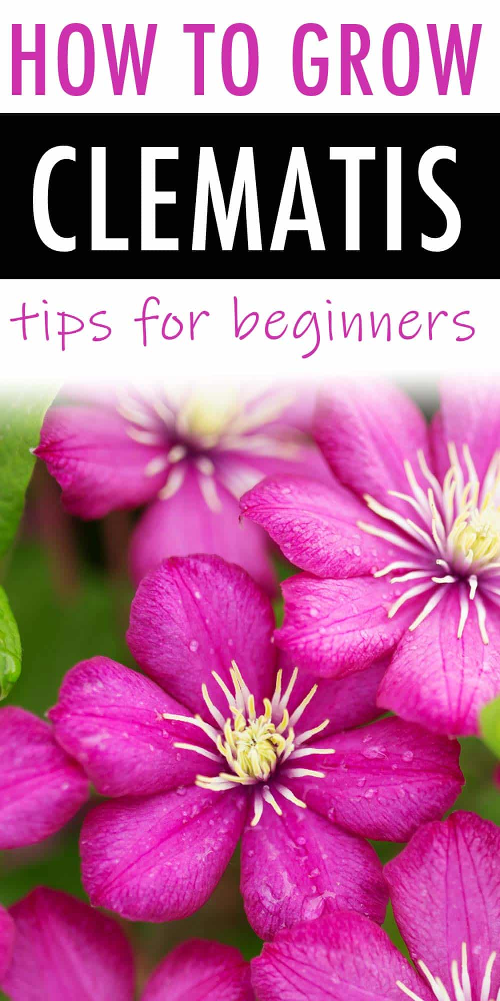 How to Grow Clematis