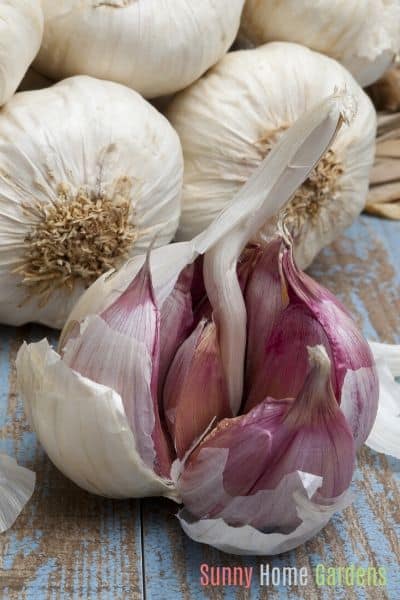 how to grow garlic in pots featured image