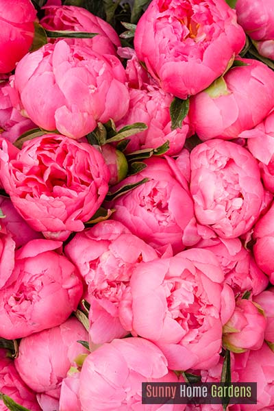 beautiful pink peony flowers