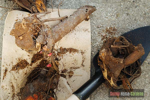 diving peony root