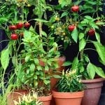 easy vegetables to plant in pots on patio