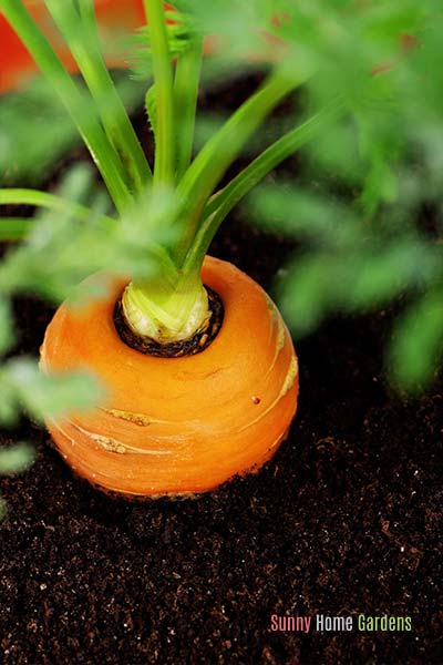 carrots growing in a container.  An easy vegetable to grow in containers