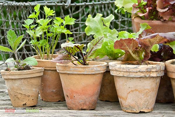 Lettuce growing in pots