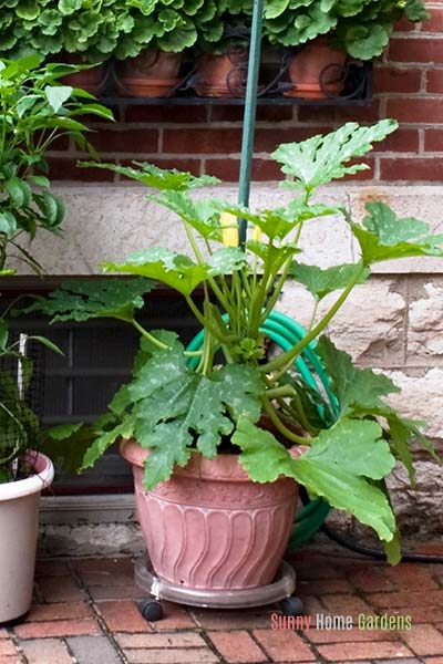 squash plant growing on patio in planter