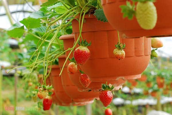 strawberries growing in hanging pots on patio