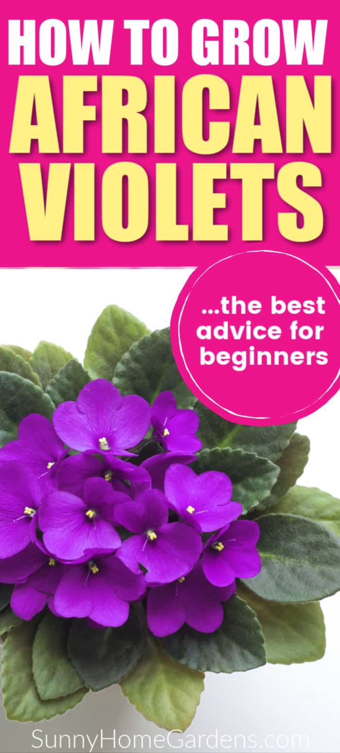 Pink pinterest image with "how to grow African Violets " written on the top and purple African Violet on it. 