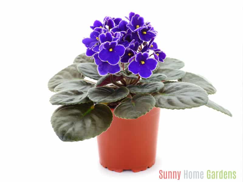 Purple African Violet