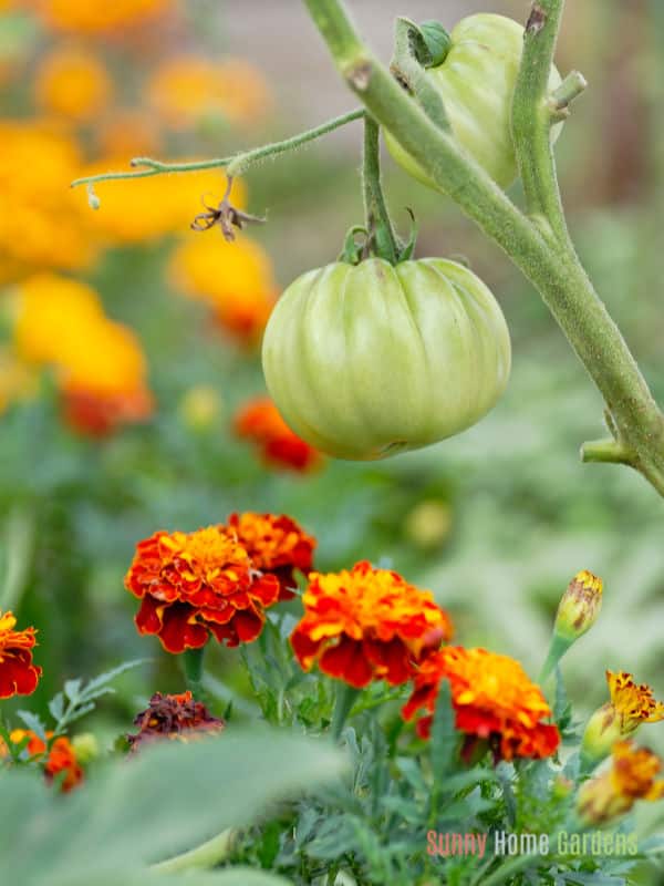 tomato companion planting with marigolds