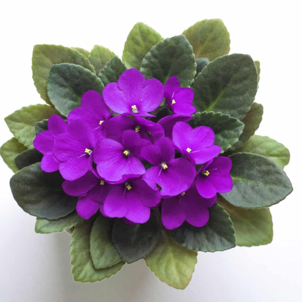 African Violets 1024x1024 