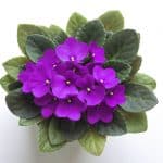 Beautiful Purple African Violet from above