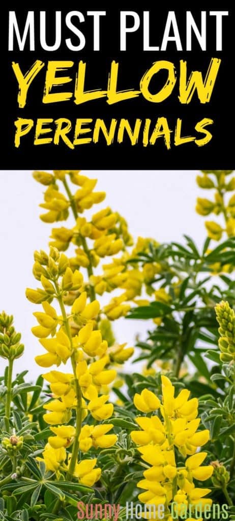 Tall spikes of yellow lupine flowers with the text - Must Plant Yellow Perennials on the top