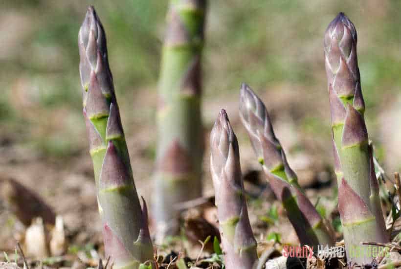 asparagus growing.