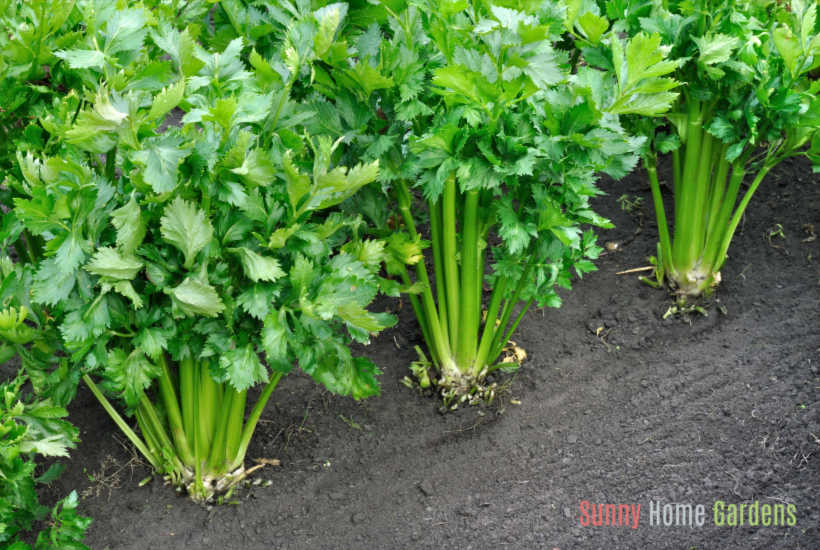 celery growing in garden bed