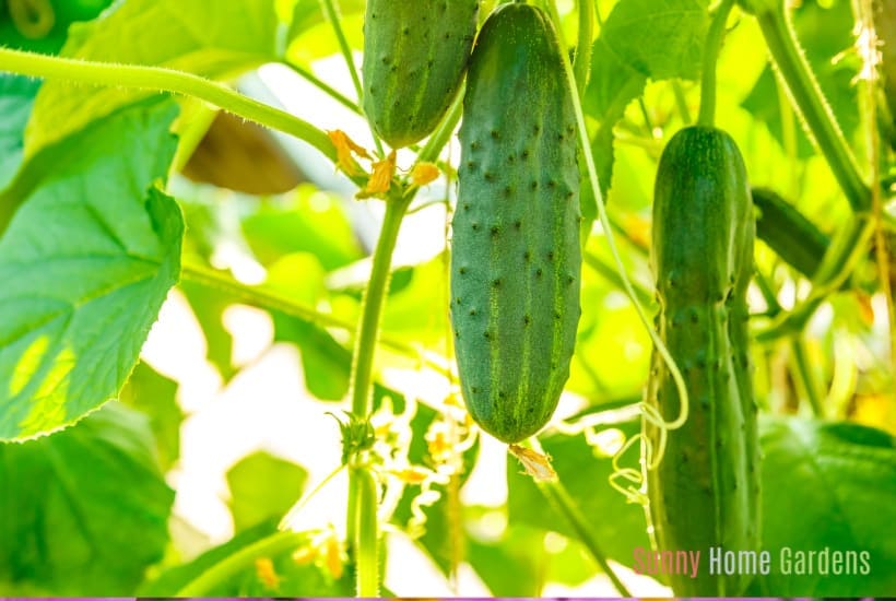 cucumbers growing