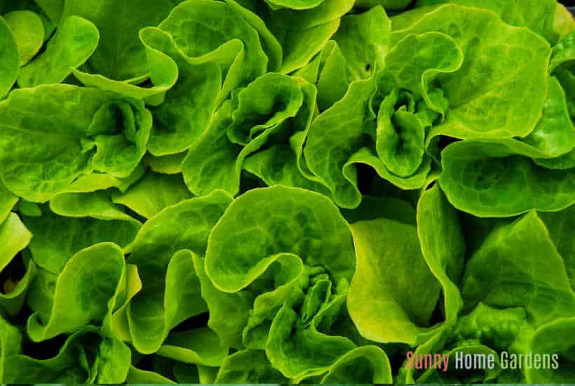 closeup of lettuce growing