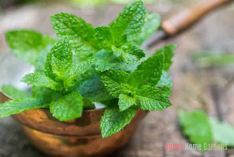 mint growing in container