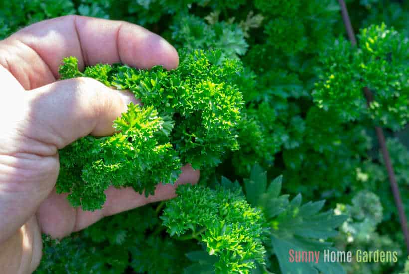 hand holding part of parsley leaf