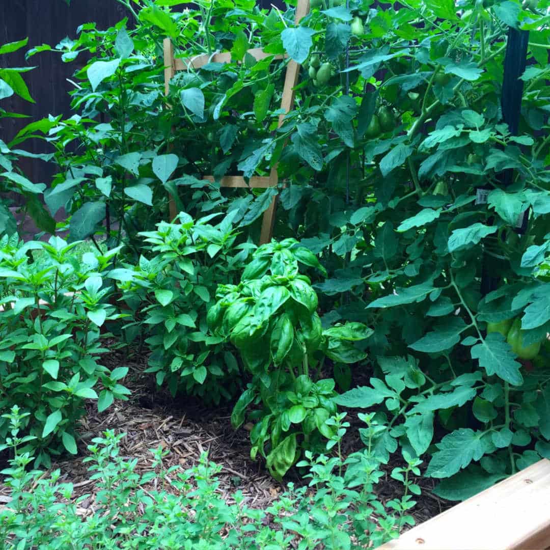 planter box with tomatoes and basil a tomato companion plant