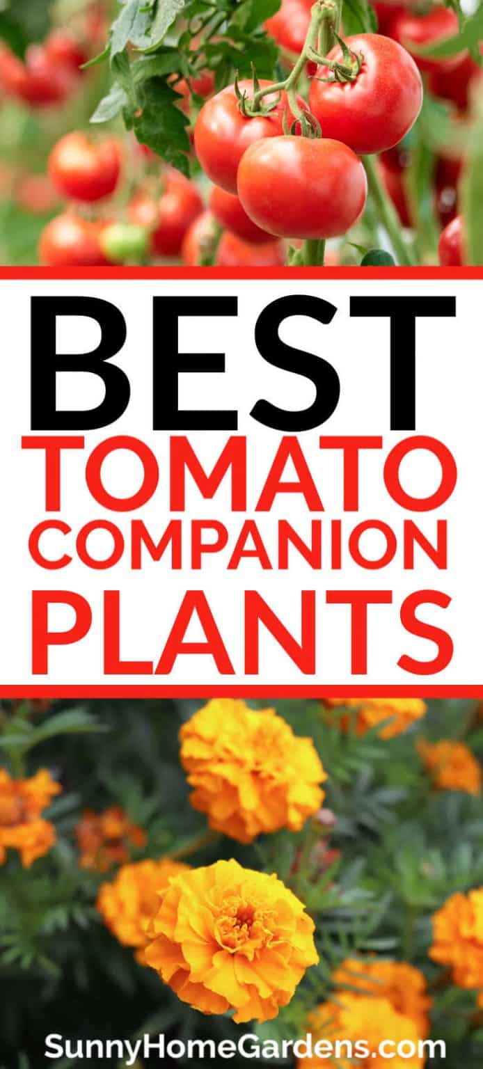 22 Best Companion Plants For Tomatoes - Sunny Home Gardens