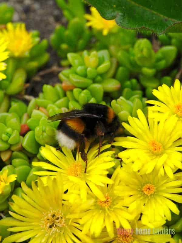 bumble bee on yellow hardy ice flowers