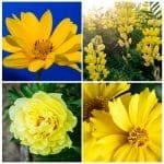 collage of four different yellow perennial flowers