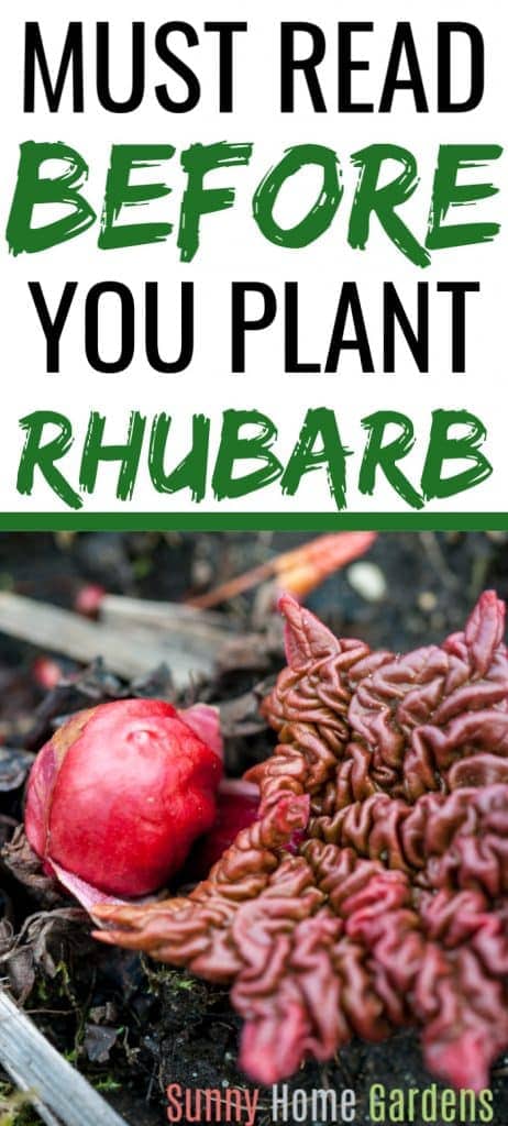 Must read before you plant rhubarb on top with picture of baby rhubarb plant in pot on bottom