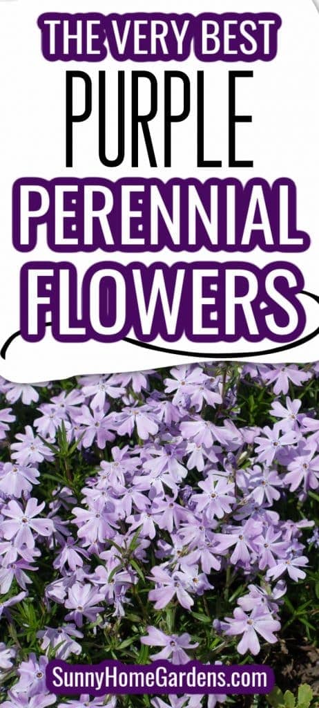 Beautiful purple perennial flower ideas for your front flower beds and yard.  These plant ideas are perfect for a perennial garden.   #perennialflowers #flowers #flowerbedideas