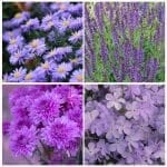 collage of purple perennial flowers - aster, salvia, phlox, and mums