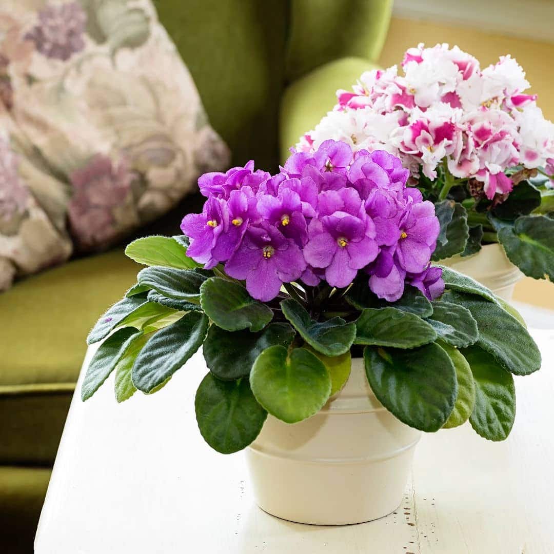 best pots for african violets
