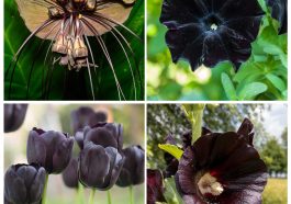 top left black bat flower, top right is a black petunia, bottom right is a black hollyhock and bottom left is a black tulip