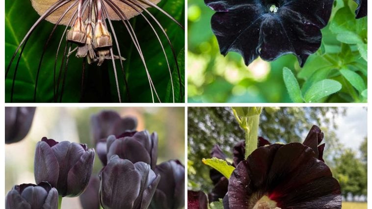 top left black bat flower, top right is a black petunia, bottom right is a black hollyhock and bottom left is a black tulip