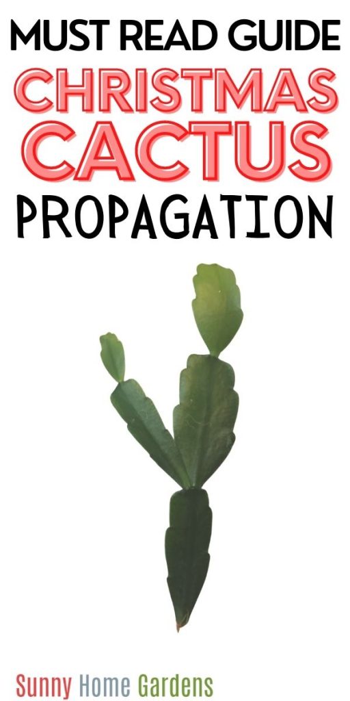 pin image with words "Must read guide Christmas Cactus Propagation" at top and a picture of a Christmas cactus cutting below